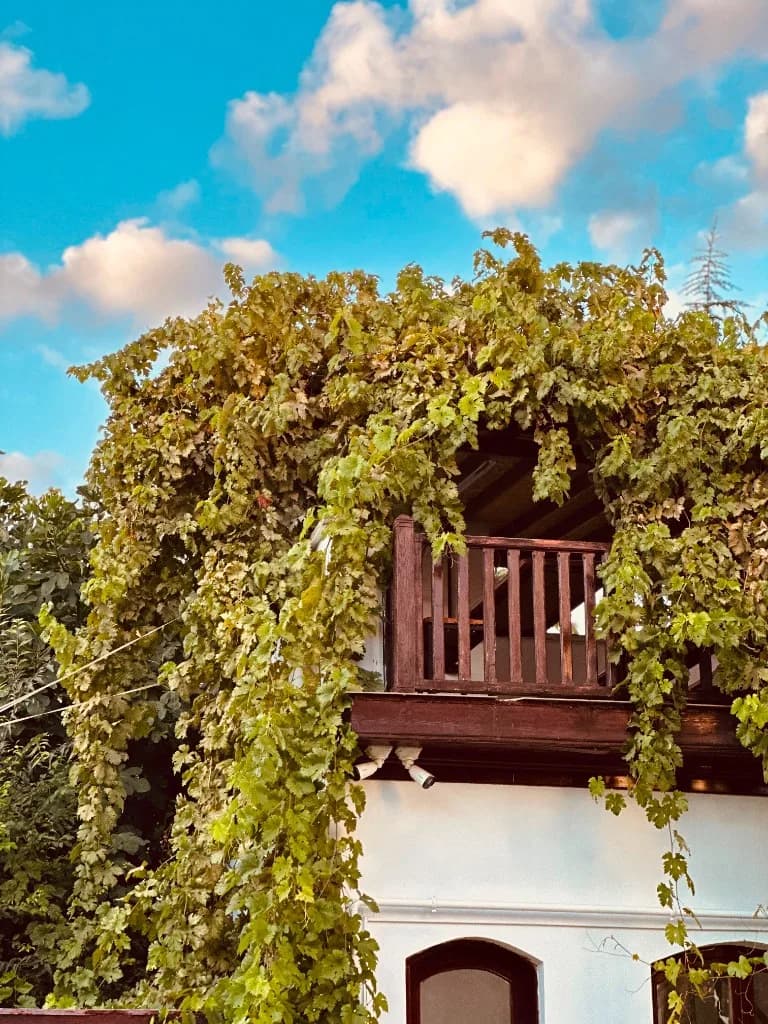 Asma kaplı balkon ve bulutlu gökyüzü