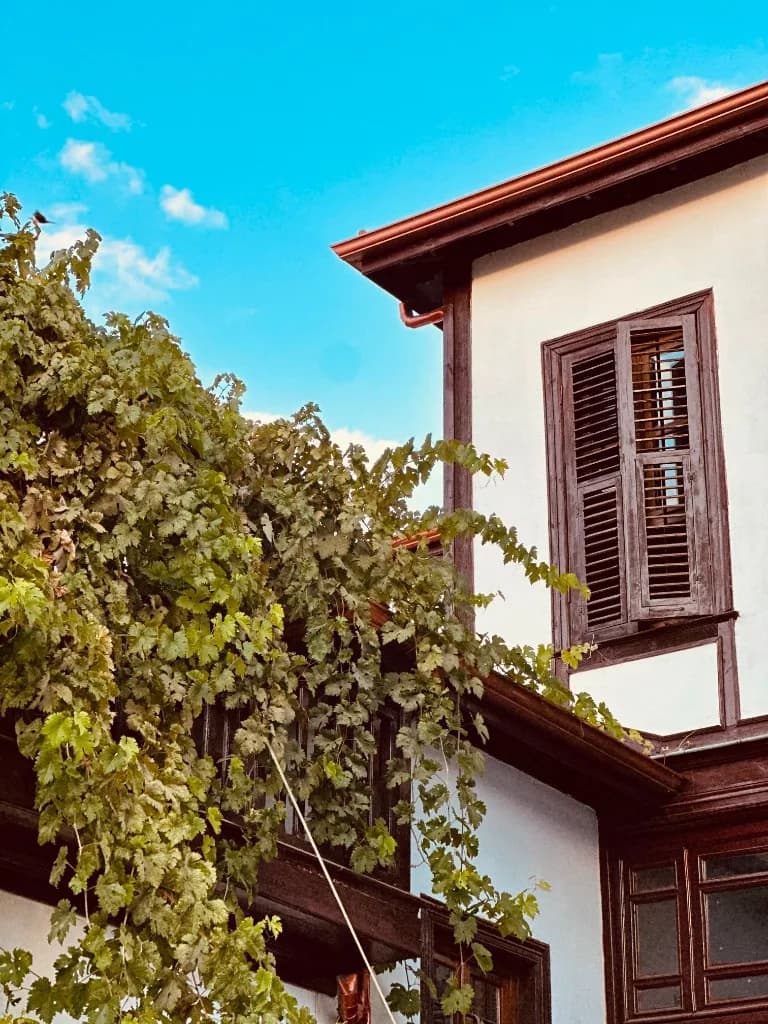 Asma yaprakları ve ahşap kepenkli pencere, mavi gökyüzü